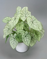 کالادیوم بیکالر